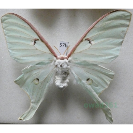 Actias luna (Linnaeus, 1758) female ex. ovo Canada 85mm57b